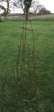 Obelisk Climbing Rose Plant
