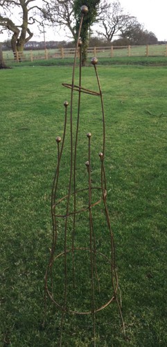 Obelisk climbing rose plant - climbing,
